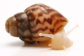 Lissachatina reticulata albino body juvenil